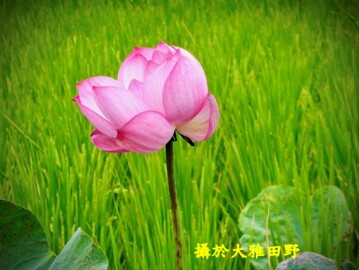 樂屋_久樘好雅待售房屋 久樘好雅待售房屋