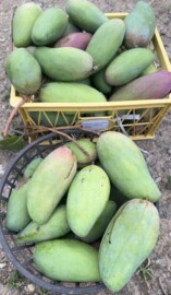 楠西區待租房屋