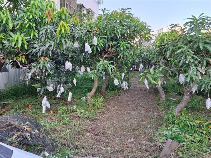 會成交‧成大南工邊間素地