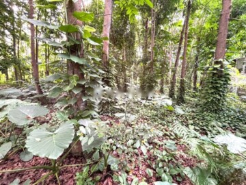 中埔鄉待售房屋