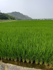 外埔區待售房屋