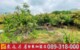 台東十股稀有農建地【F9-12】