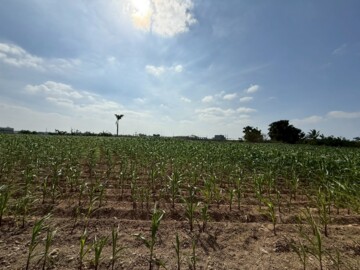 朴子市待租房屋