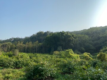 中埔鄉待售房屋