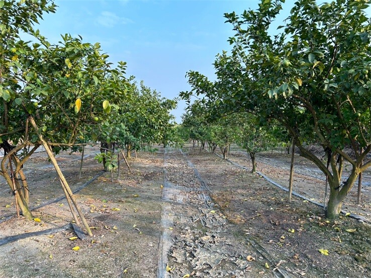 屏東里港8米路優質農地