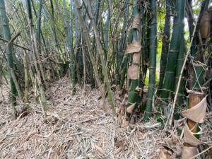 樂屋_民雄鄉待售房屋 民雄鄉待售房屋