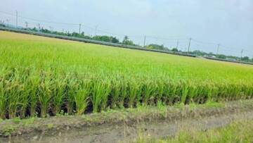 白河區待售房屋