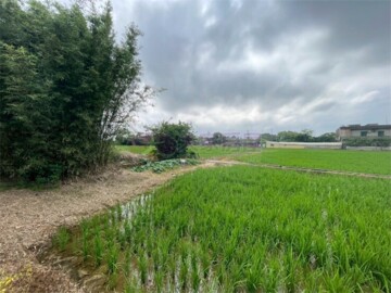 獨家新豐59坪稀有建地