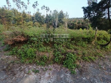 中埔鄉待售房屋