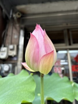 樂屋_日出后科待售房屋 日出后科待售房屋
