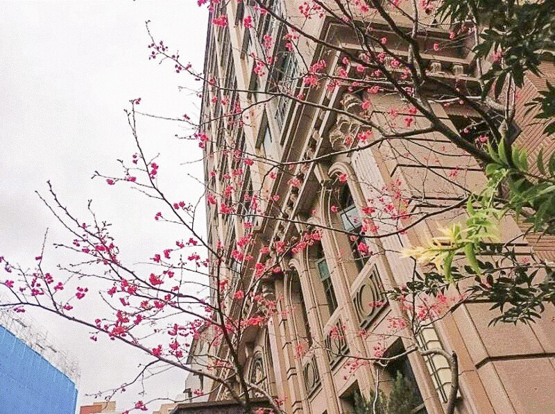 麗泉皇宮｜中和雙捷運圈的靜謐兩房宅~*找史黛拉