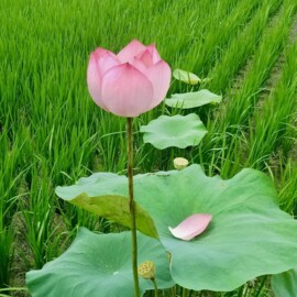 樂屋_桔墅成家待售房屋 桔墅成家待售房屋
