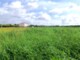 官田稀有釋出584坪特農地