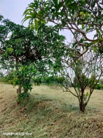 官田區待售房屋