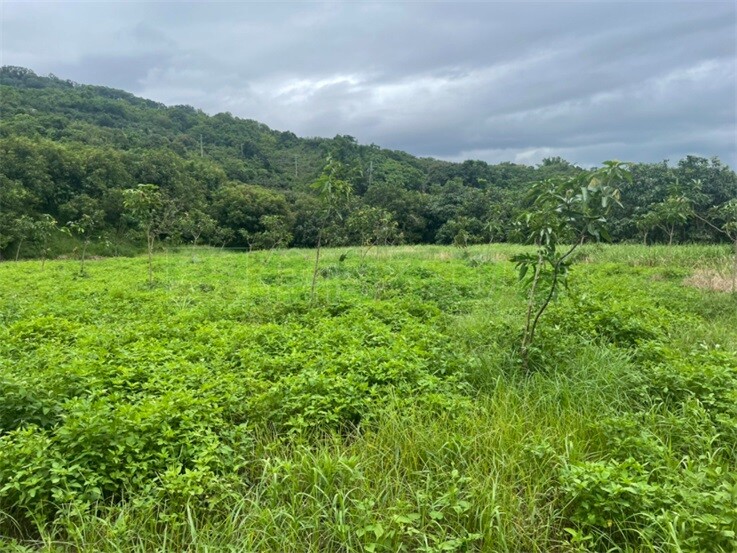 斗六仔2分半平坦美農地A