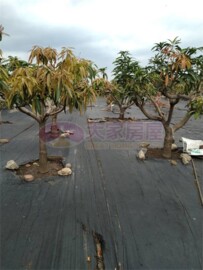 林園區待售房屋