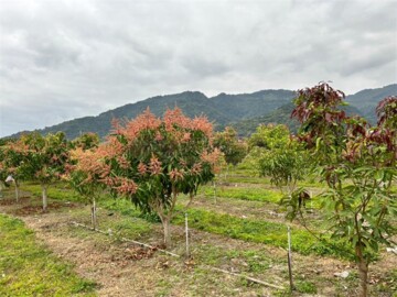 泰安農地