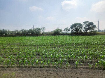 鹽水區待售房屋