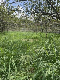 后里區待售房屋