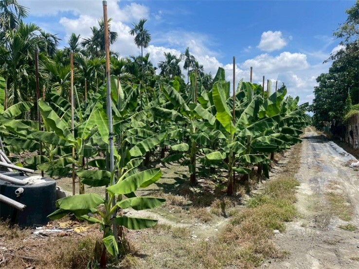 鹽埔國中農會農地