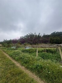 湖口長安球場一般農