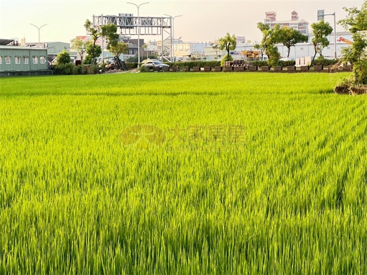 嘉義臨50米高鐵大道旁都內農