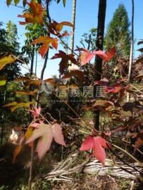 太平區待售房屋