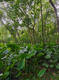樂屋_樹林區待售房屋 樹林區待售房屋