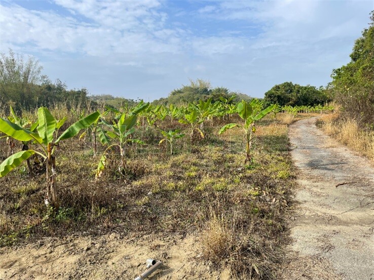 芒子芒休閒農地