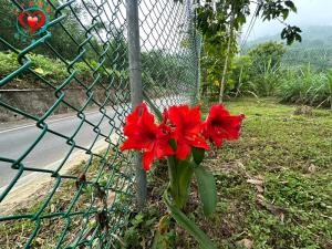 ~太平洋同心圓賀淑霞~三峽五寮世外桃源農場