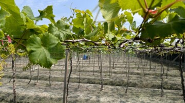 大村鄉待售房屋