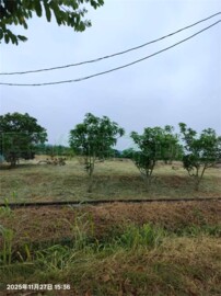 官田區待售房屋